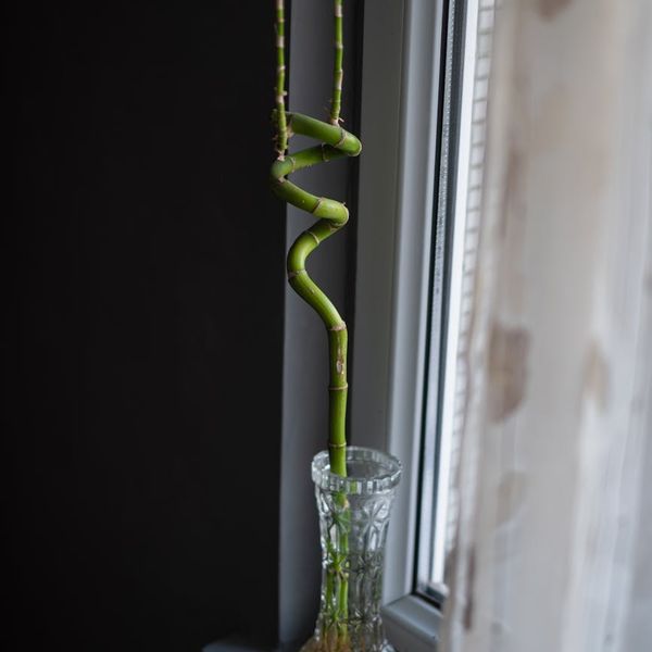 Bamboo plant in a corner of a zen room